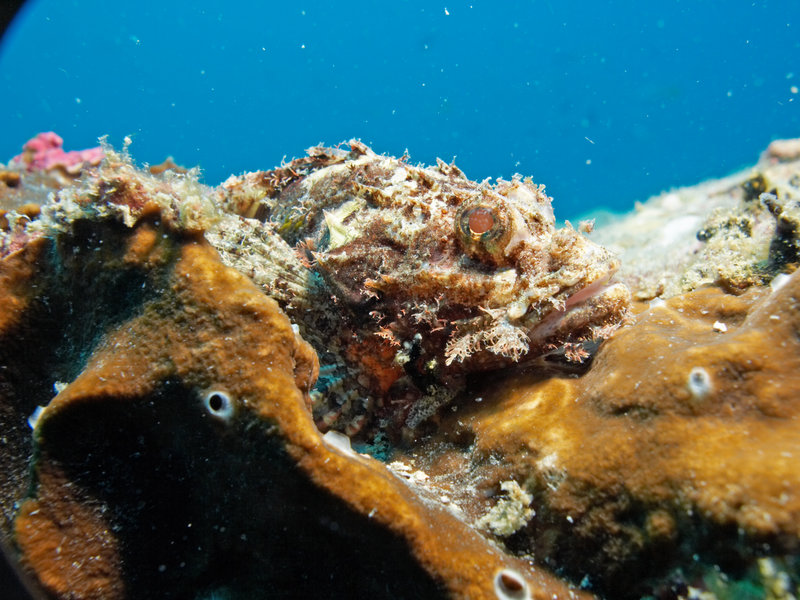 Scorpion Fish